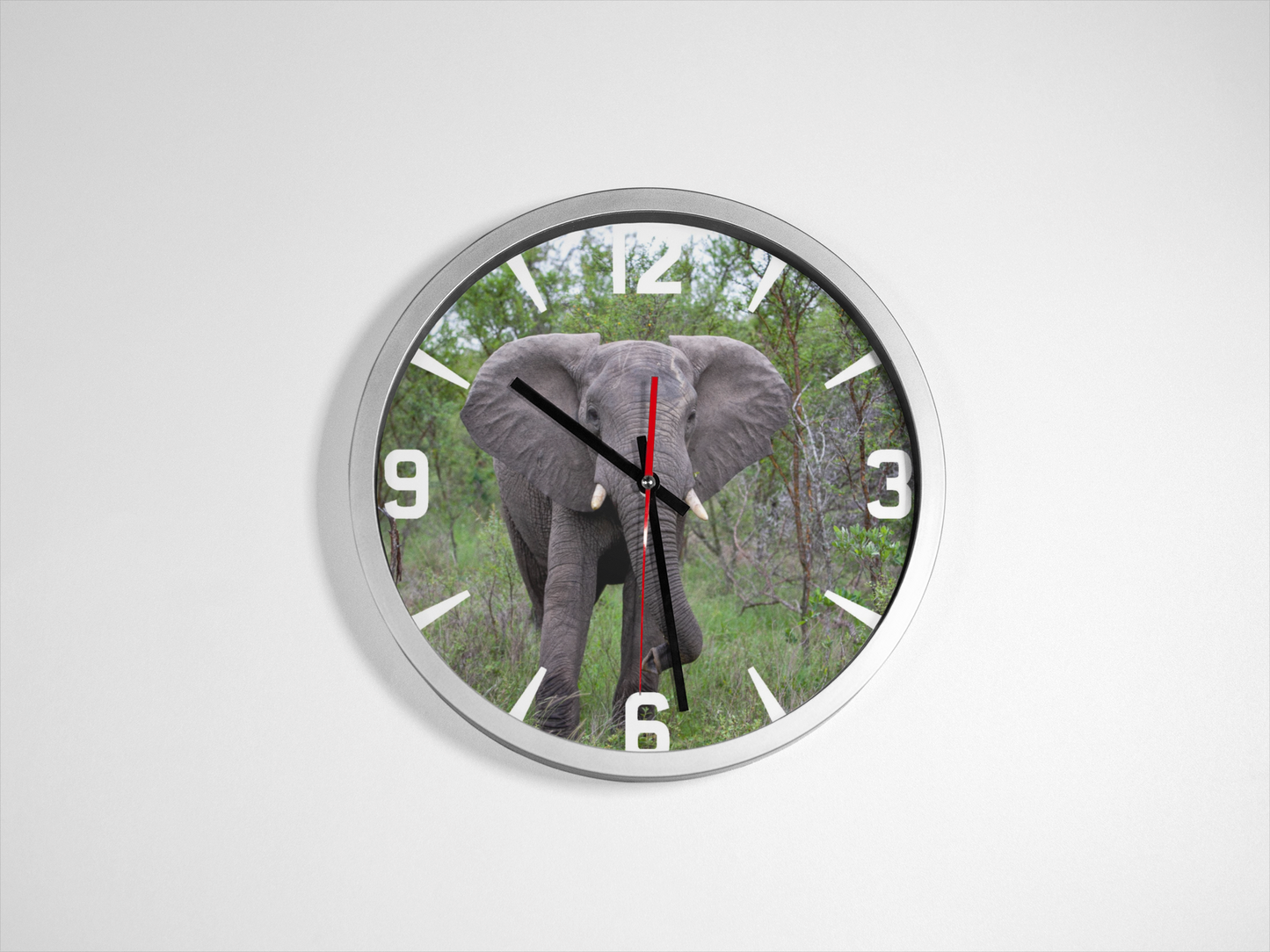 Elephant Wall Clock Silver Clock on plain white background